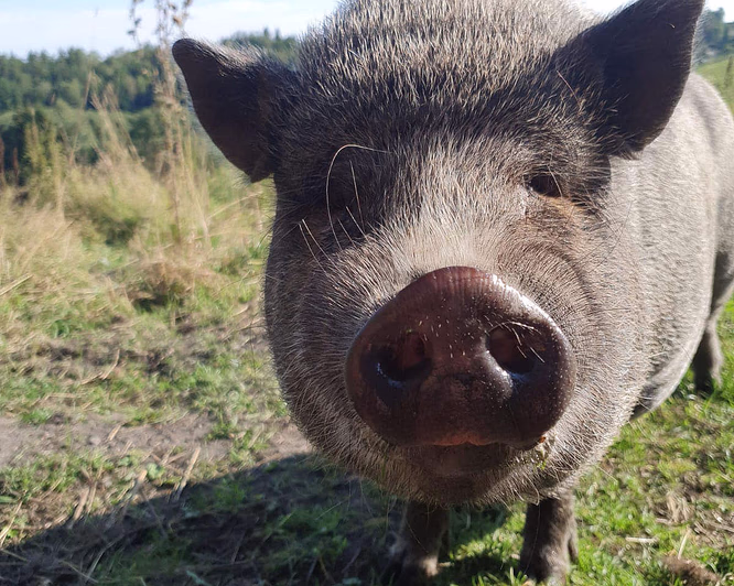 Gårdsbesøk for familien