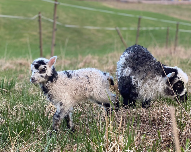 Gårdsbesøk for familien