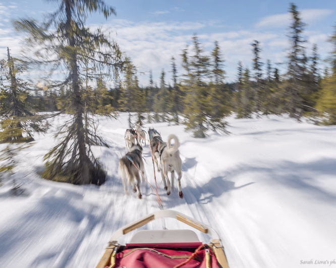Hundekjøring med kennelbesøk