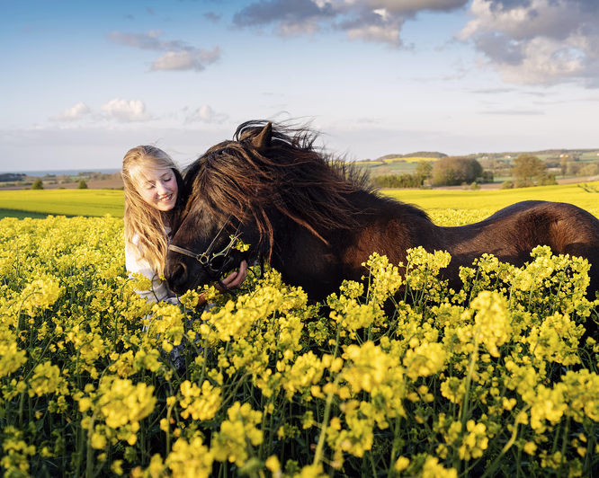 Heldagstur på islandshest
