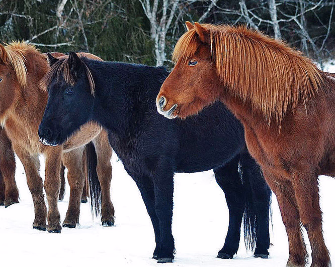 Halvdagstur på islandshest