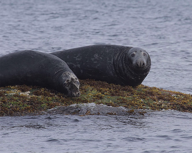 Natur- og havørnsafari