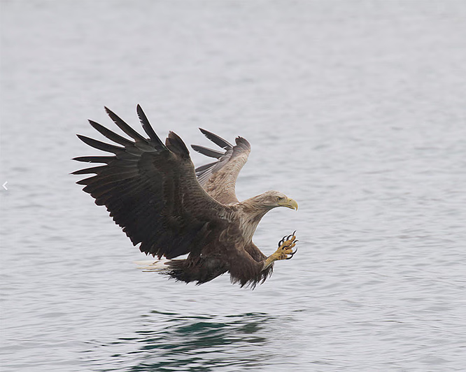 Natur- og havørnsafari