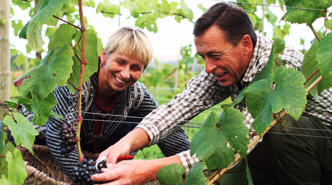 Norsk vingårdopplevelse