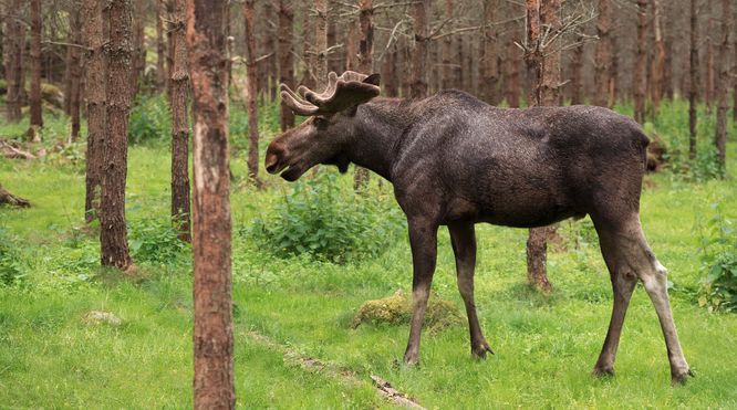 Elgsafari i villmarka