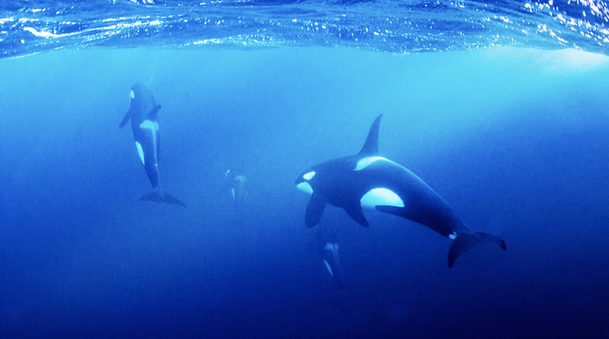 Snorkle med spekkhuggere