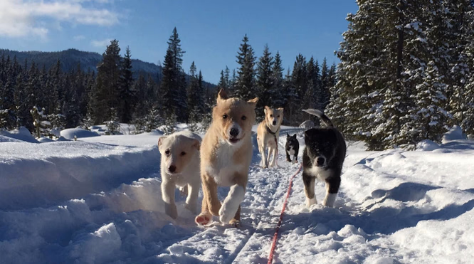 Luksustretopphytte med hundekjøring