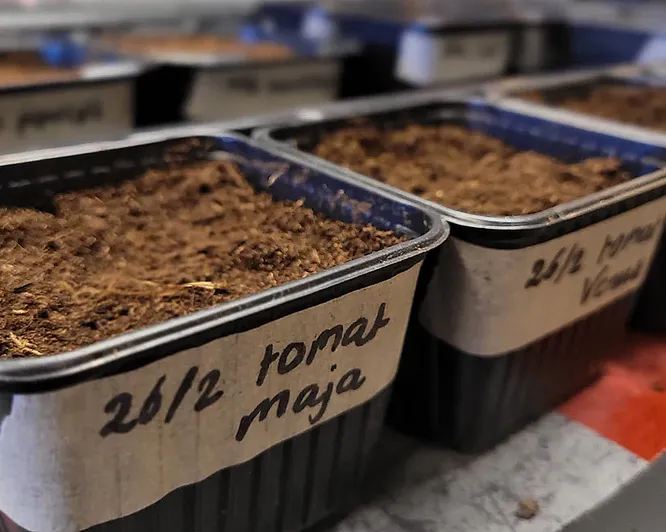 Lær å lage egen kjøkkenhage