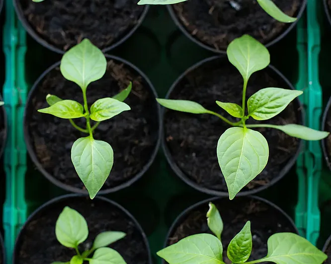 Dyrkekurs for egen hage