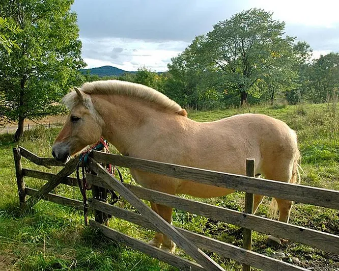 Herregårdsopphold med ridetur