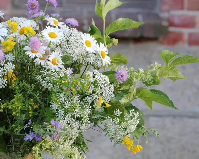Lær å dyrke blomster hjemme