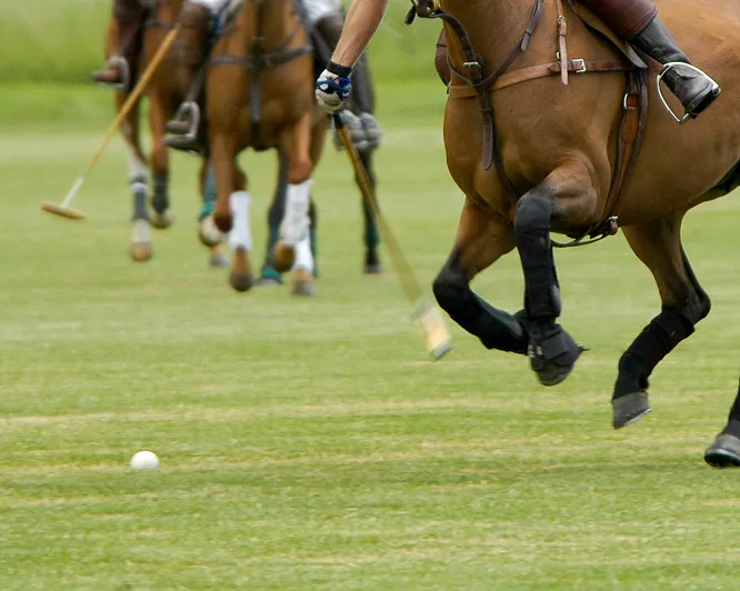 Prøv hestepolo
