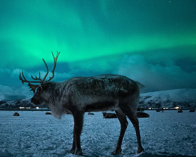 Reinsdyrsafari med sameleir og middag
