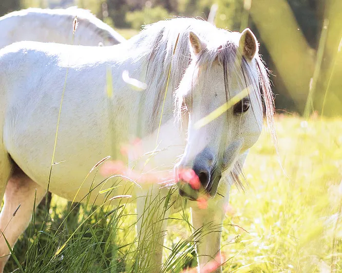 Ponniridning i skogen