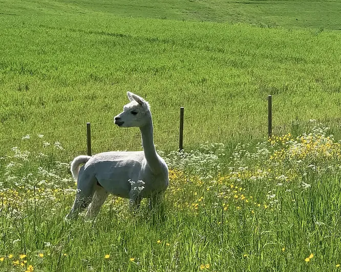 Stabbursnatt med alpakkaer
