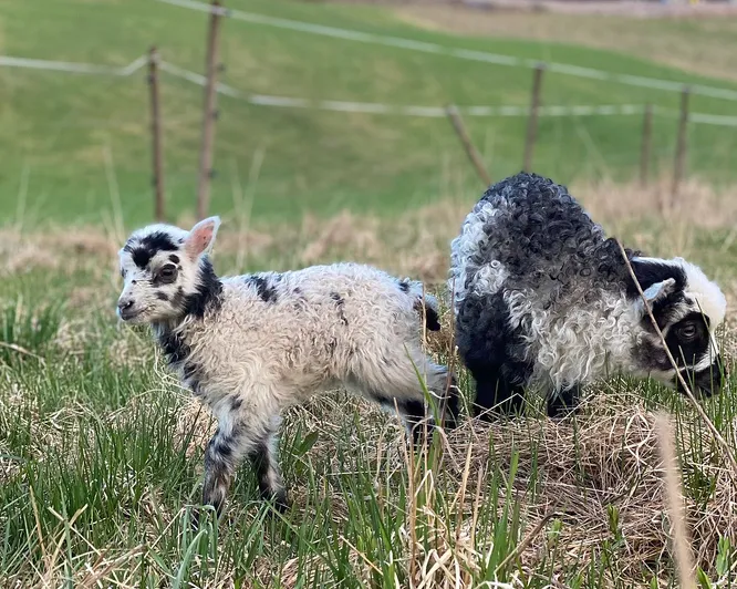 Gårdsbesøk for familien