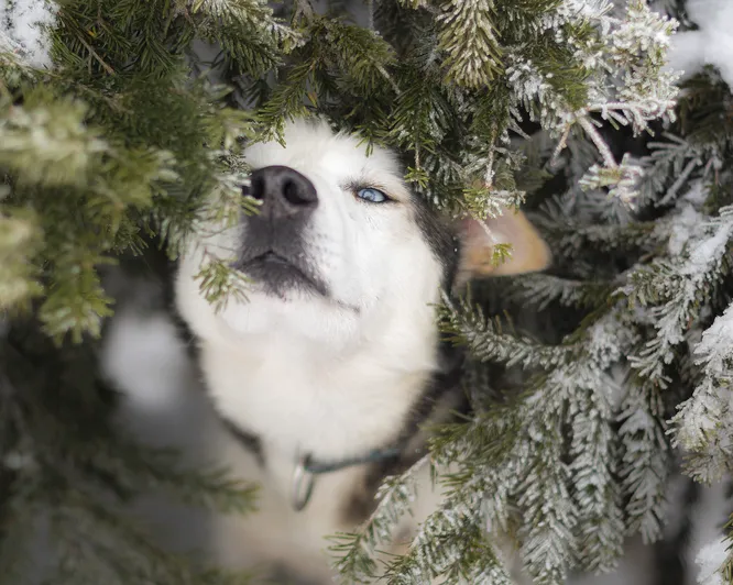 Hundekjøring, kennelbesøk og overnatting
