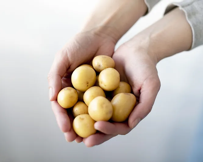 Øl- og akevittsmaking