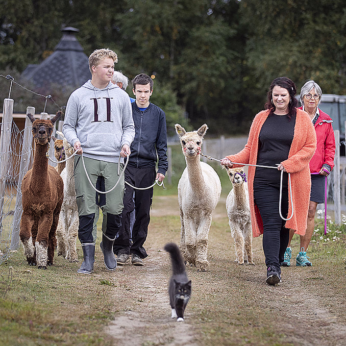 Alpakkavandring for to