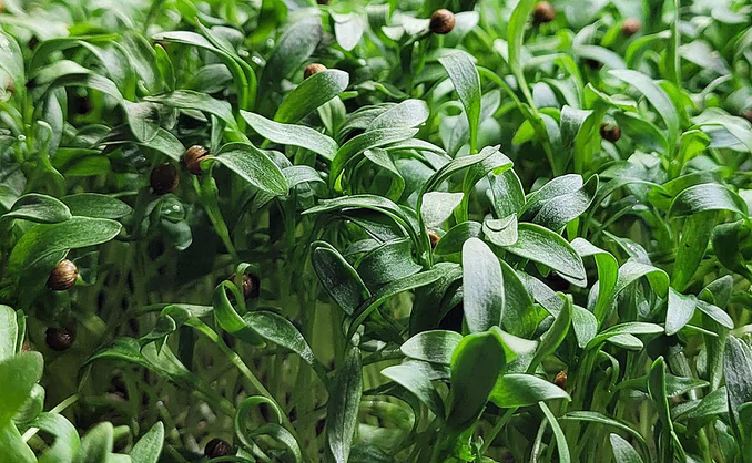 Kurs i hjemmedyrking