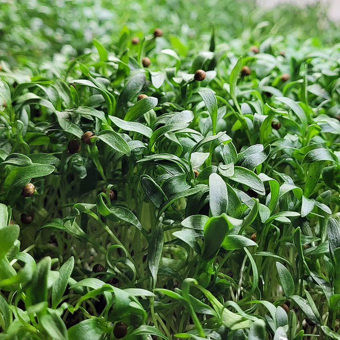 Kurs i hjemmedyrking