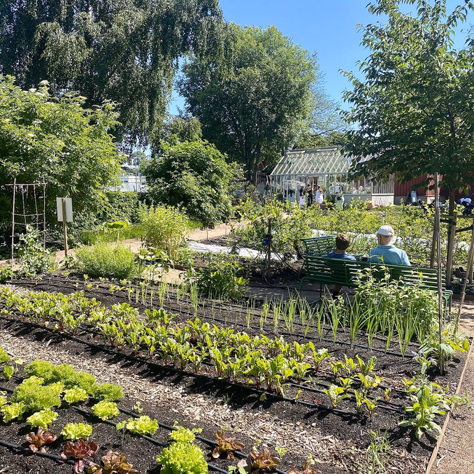 Lær å lage egen kjøkkenhage