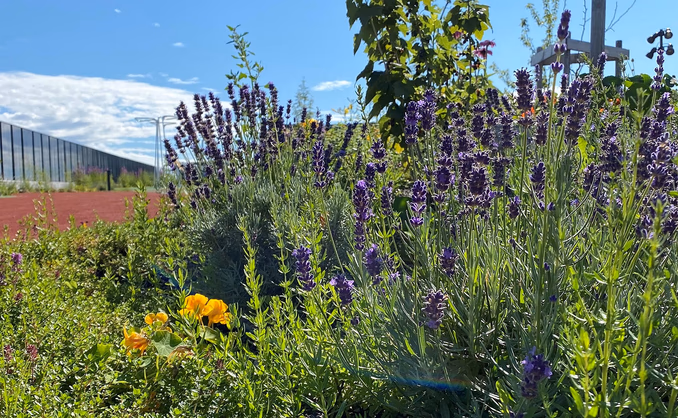 Sankekurs av urter og spiselige blomster