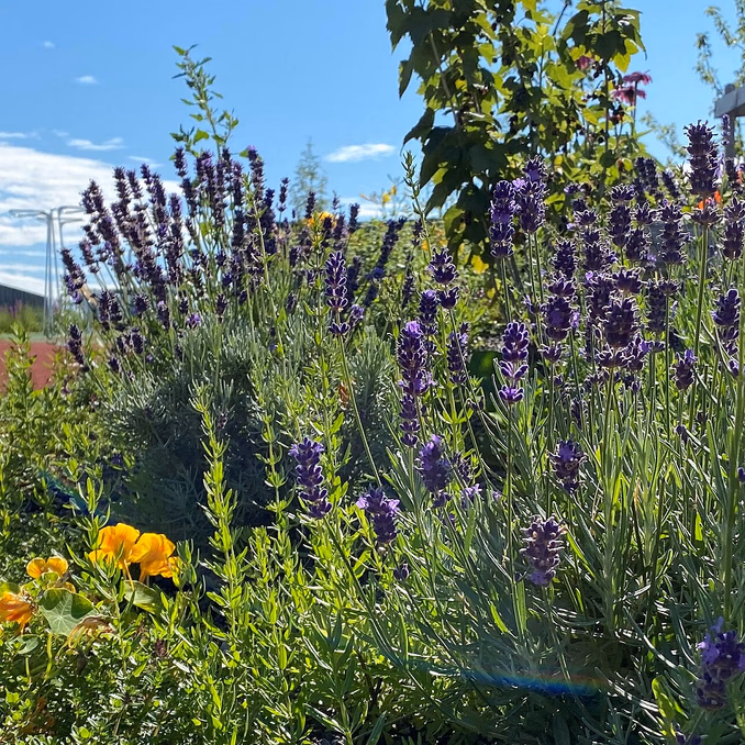 Sankekurs av urter og spiselige blomster