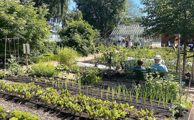 Sankekurs av urter og spiselige blomster