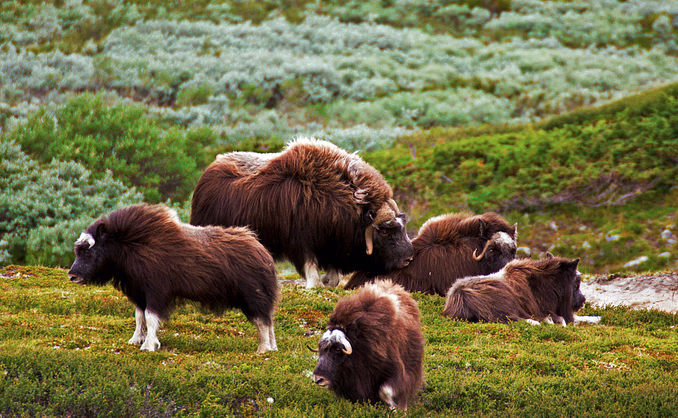 Moskussafari med overnatting