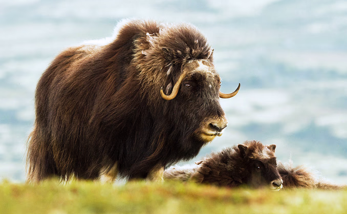 Moskussafari med overnatting