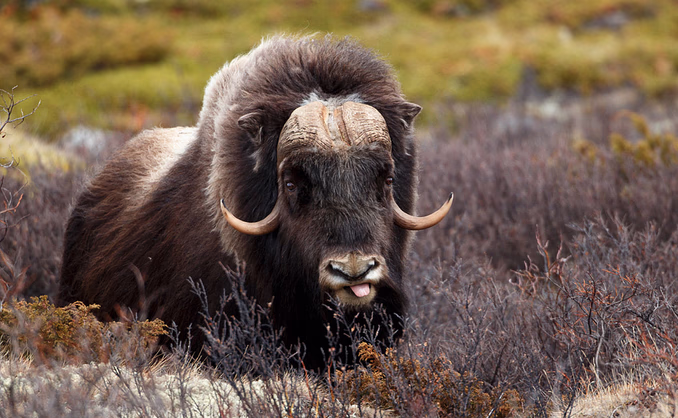 Moskussafari med overnatting