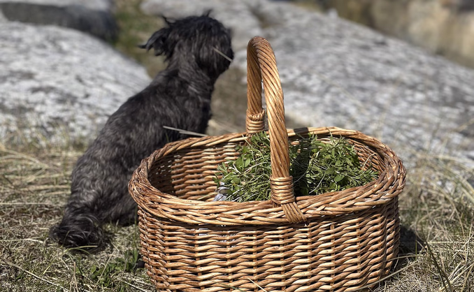 Vekster til te med Margit Vea