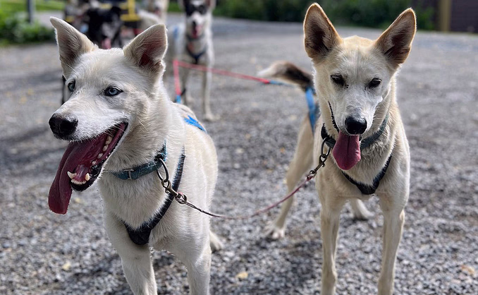 Herregårdsopphold og hundekjøring