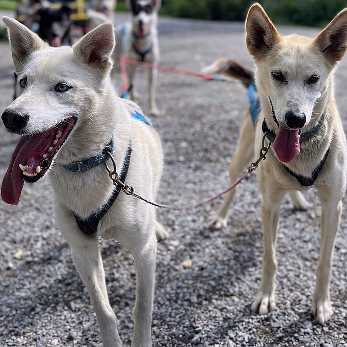 Herregårdsopphold og hundekjøring