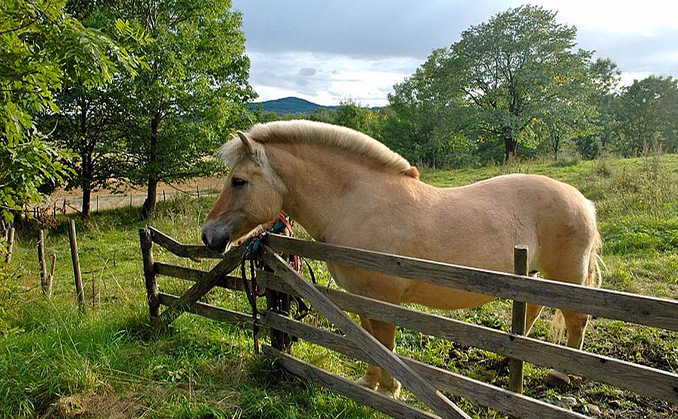 Herregårdsopphold med ridetur