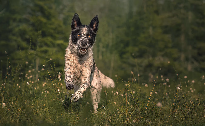 Hundefotografering