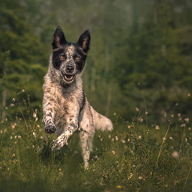Hundefotografering