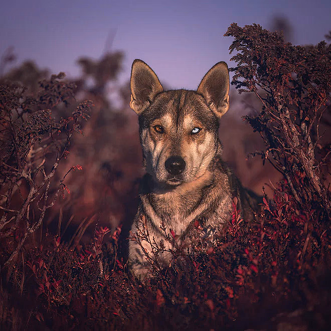 Hundefotografering