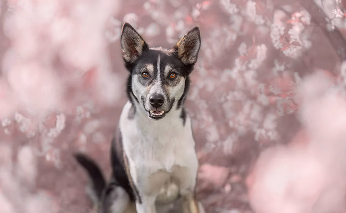 Hundefotografering