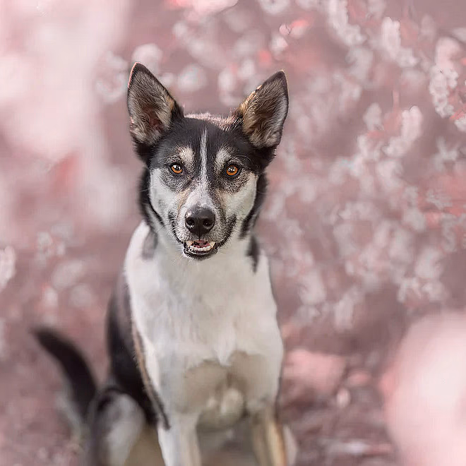 Hundefotografering