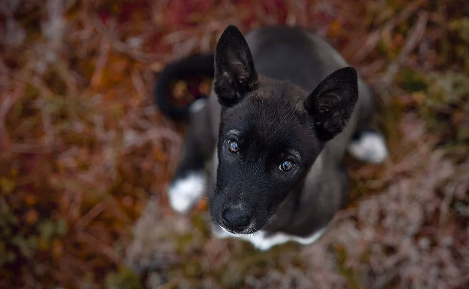 Hundefotografering