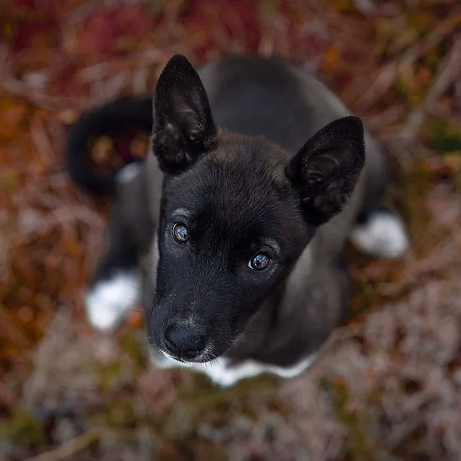 Hundefotografering
