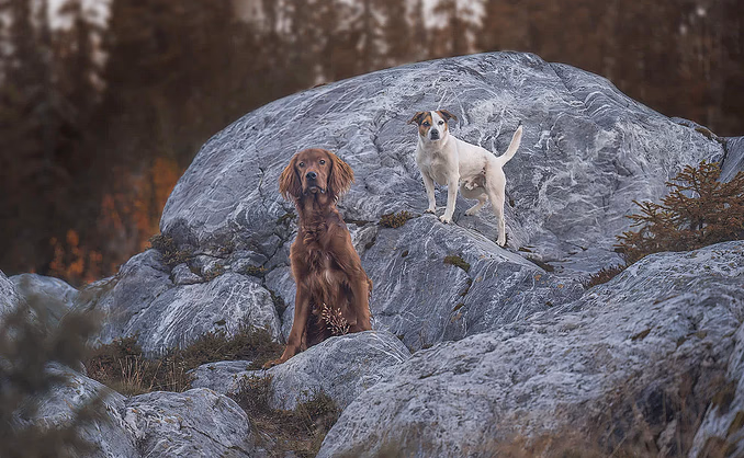 Hundefotografering