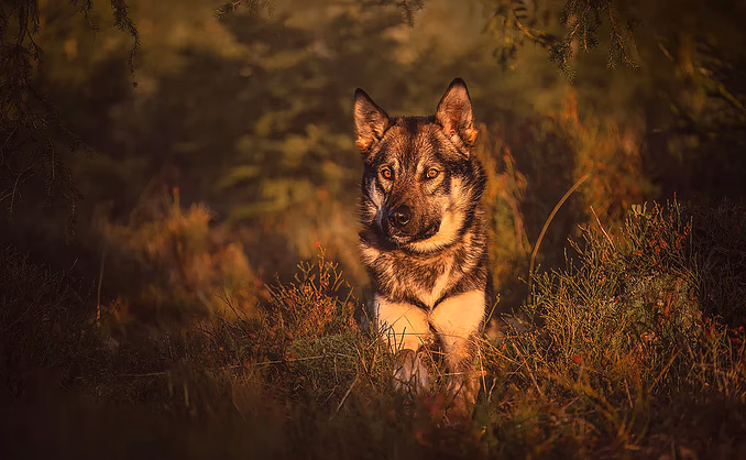 Hundefotografering