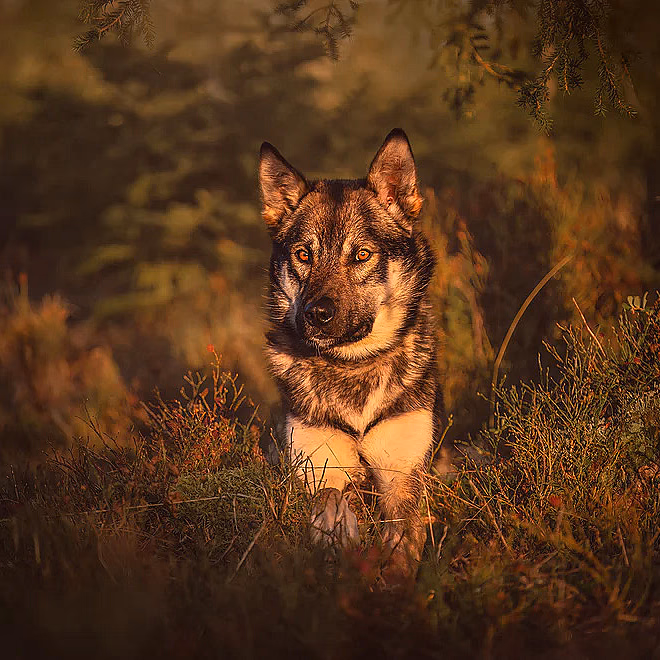 Hundefotografering