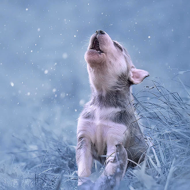 Hundefotografering