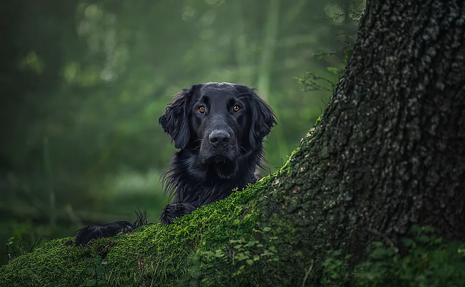 Hundefotografering