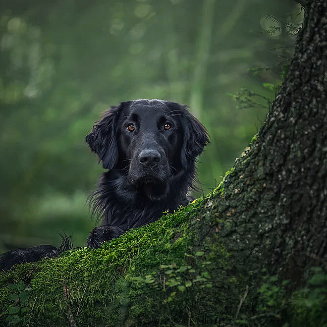 Hundefotografering
