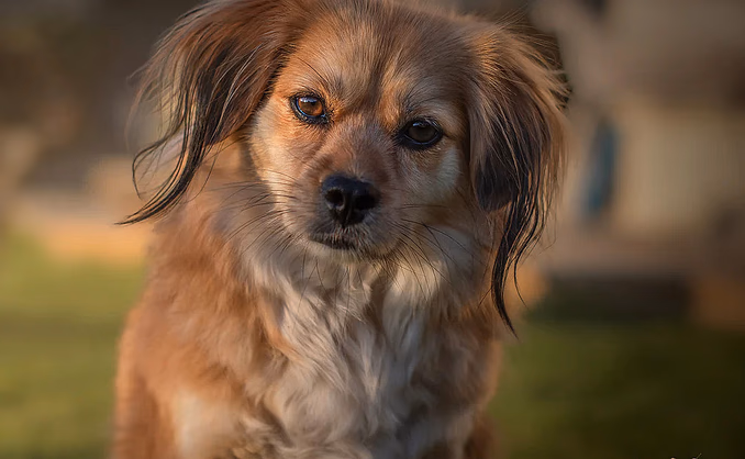 Hundefotografering